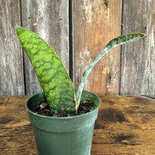 Load image into Gallery viewer, 4&quot; Sansevieria Whale Fin