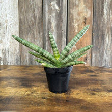 Load image into Gallery viewer, 4&quot; Sansevieria Star Fish