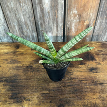 Load image into Gallery viewer, 4&quot; Sansevieria Star Fish