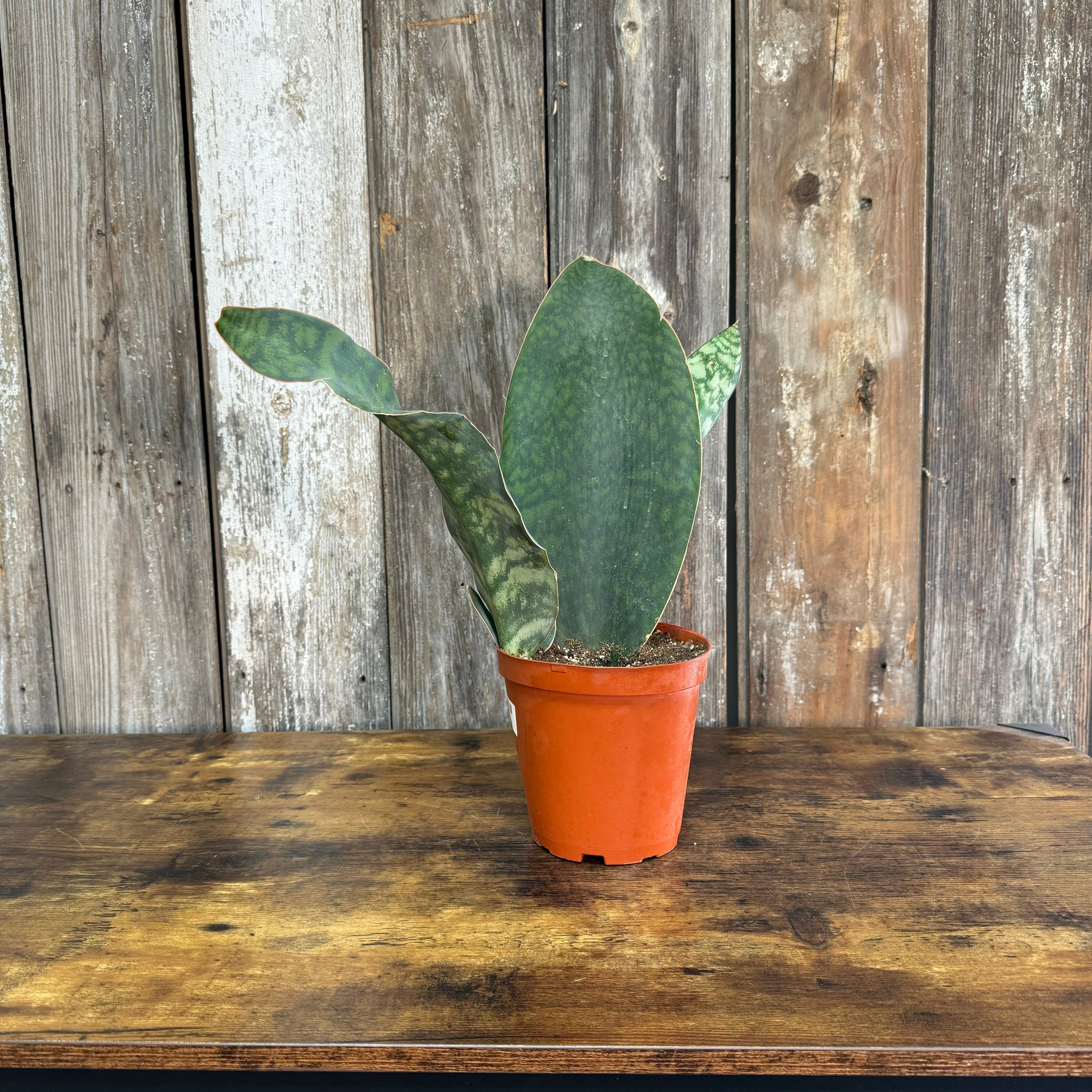 Sansevieria 'Whale Fin'