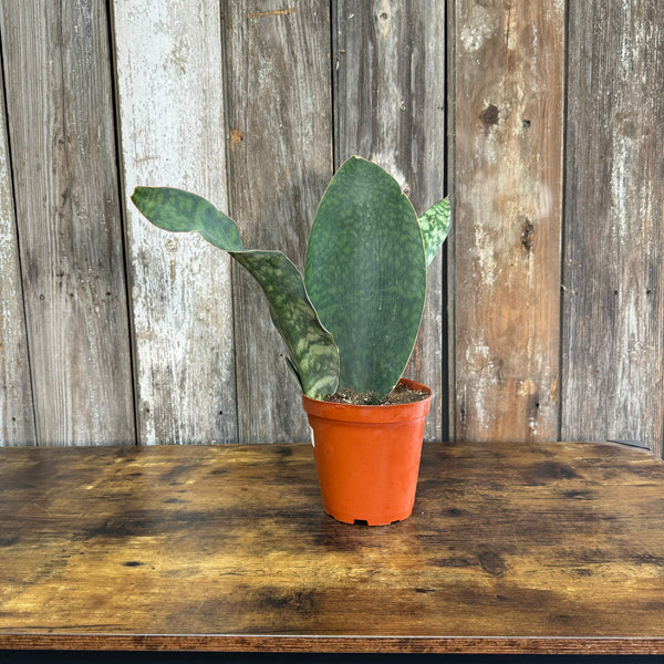 Sansevieria 'Whale Fin'
