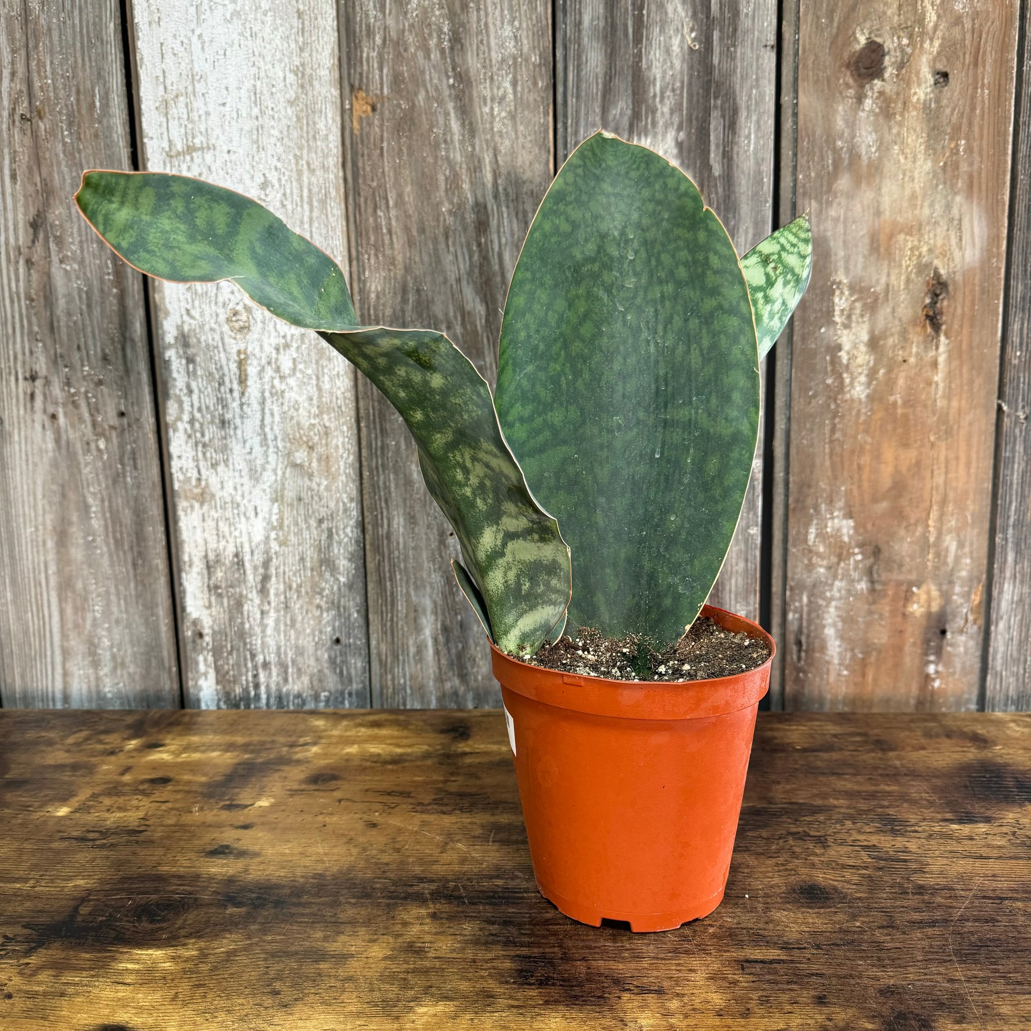 shark fin snake plant care Sansevieria 'Whale Fin'