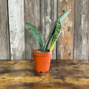 Sansevieria 'Whale Fin' Snake Plant