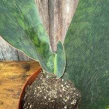 Load image into Gallery viewer, Sansevieria &#39;Whale Fin&#39; Snake Plant