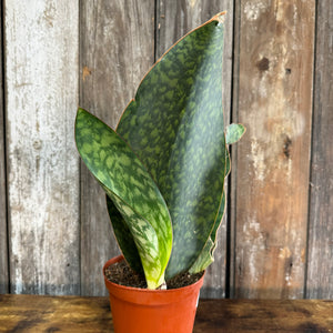 Sansevieria 'Whale Fin' Snake Plant