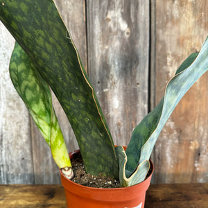 Sansevieria 'Whale Fin' Snake Plant