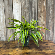 Load image into Gallery viewer, 6&quot; Dracaena Dragon Series