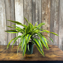 Load image into Gallery viewer, 6&quot; Dracaena Dragon Series