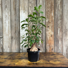 Load image into Gallery viewer, 8&quot; Ficus Ginseng