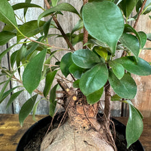 Load image into Gallery viewer, 8&quot; Ficus Ginseng