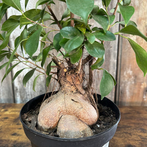 ginseng grafted ficus bonsai tree Ficus 'Ginseng' Bonsai