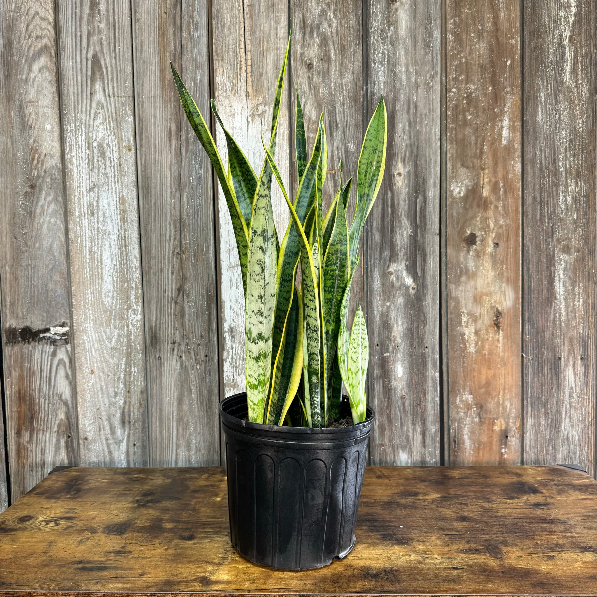 where to buy cheap snake plant Sansevieria Assorted Snake Plant