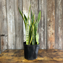 Load image into Gallery viewer, 10&quot; Sansevieria