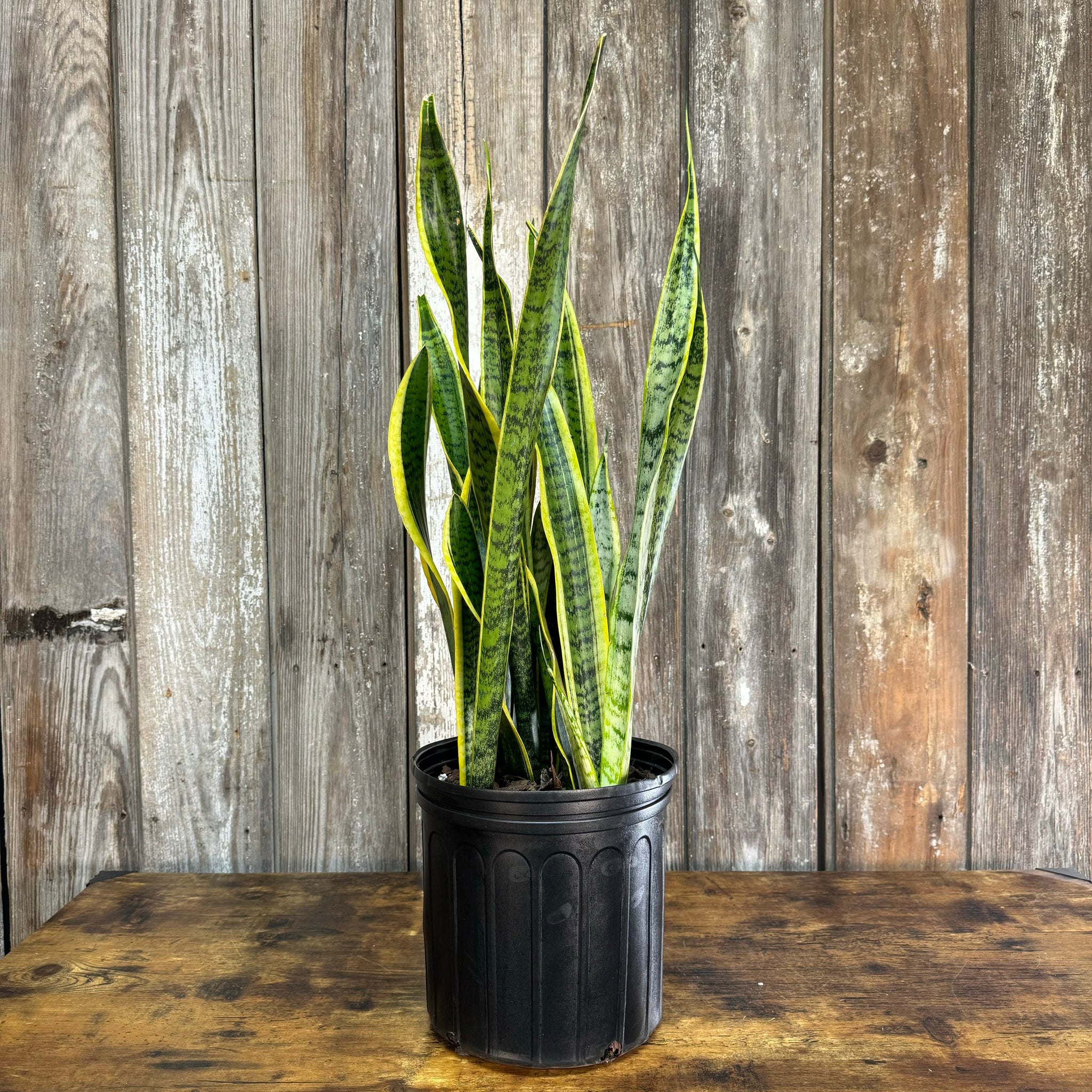 is snake plant a shrub Sansevieria Assorted Snake Plant