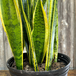 cheap snake plant Sansevieria Assorted Snake Plant