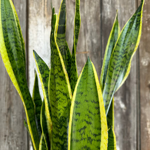 bright green snake plants uo Sansevieria Assorted Snake Plant
