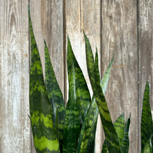 Load image into Gallery viewer, 10&quot; Sansevieria