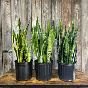 tall green snake plant Sansevieria Assorted Snake Plant