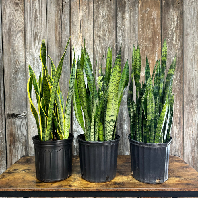 Sansevieria Assorted Snake Plant