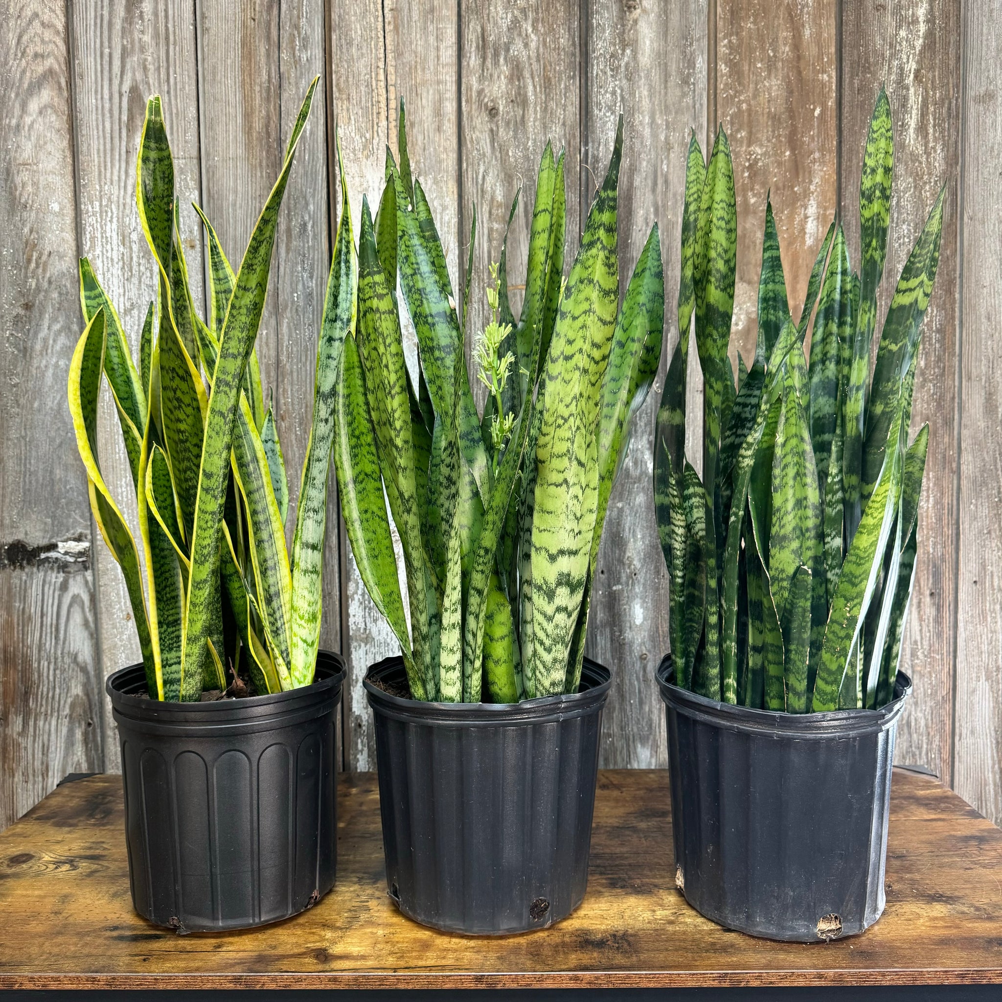 potted sansevieria Sansevieria Assorted Snake Plant