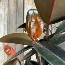 Load image into Gallery viewer, 8&quot; Ficus Burgundy