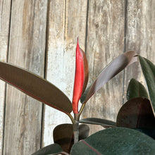 Load image into Gallery viewer, 8&quot; Ficus Burgundy