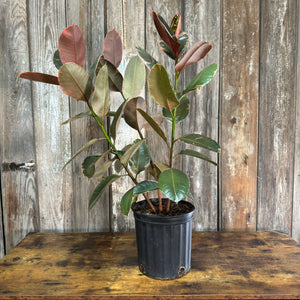 ruby plant indoor Ficus 'Ruby' Rubber Plant
