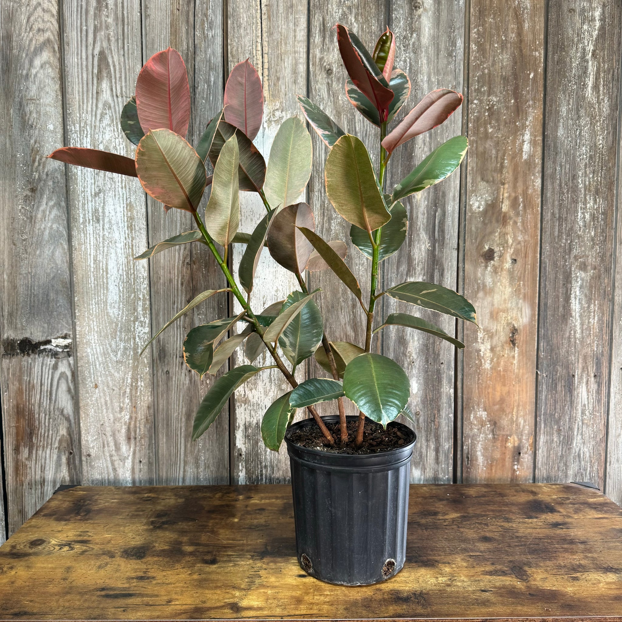 big rubber tree Ficus 'Ruby' Rubber Plant