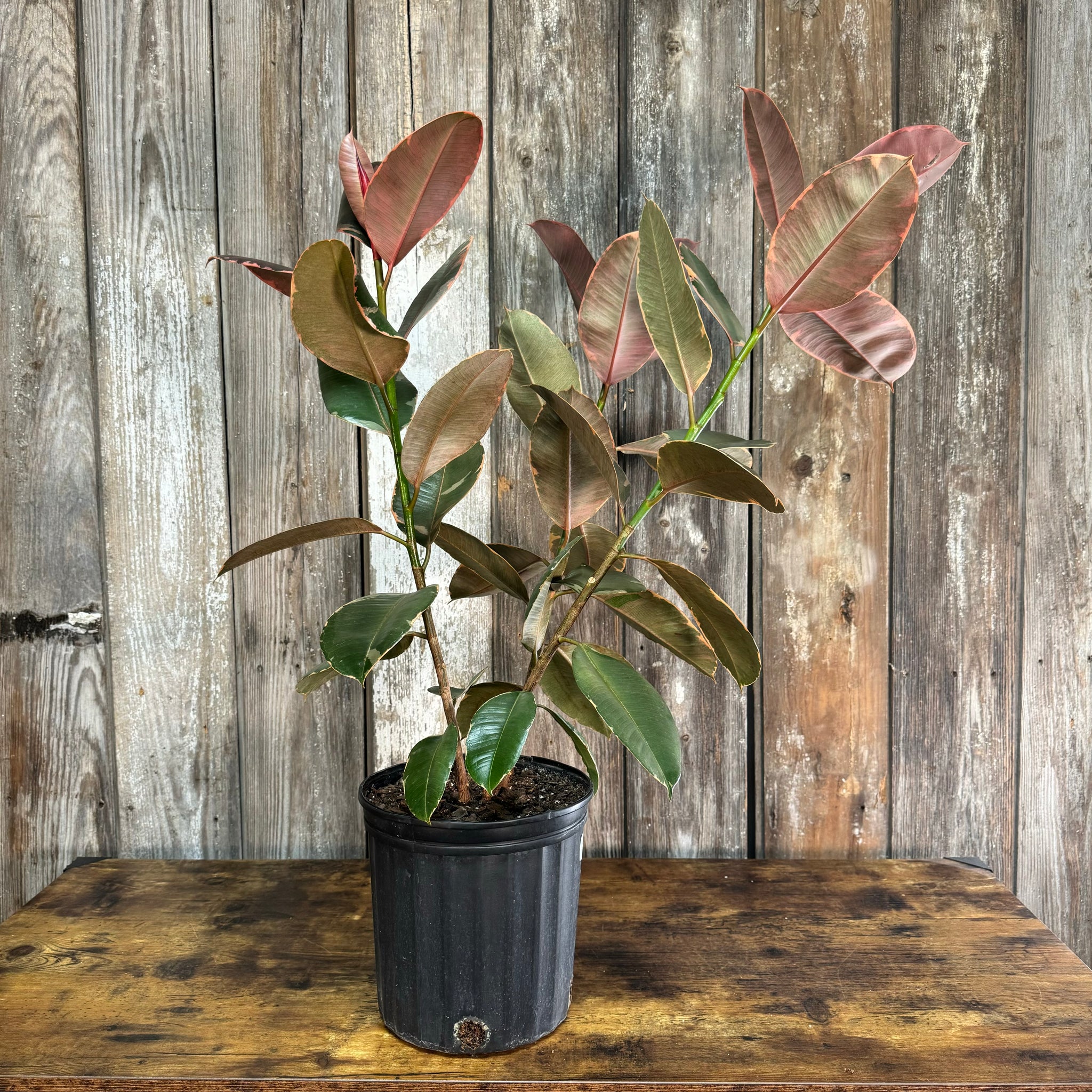 pink rubber tree Ficus 'Ruby' Rubber Plant