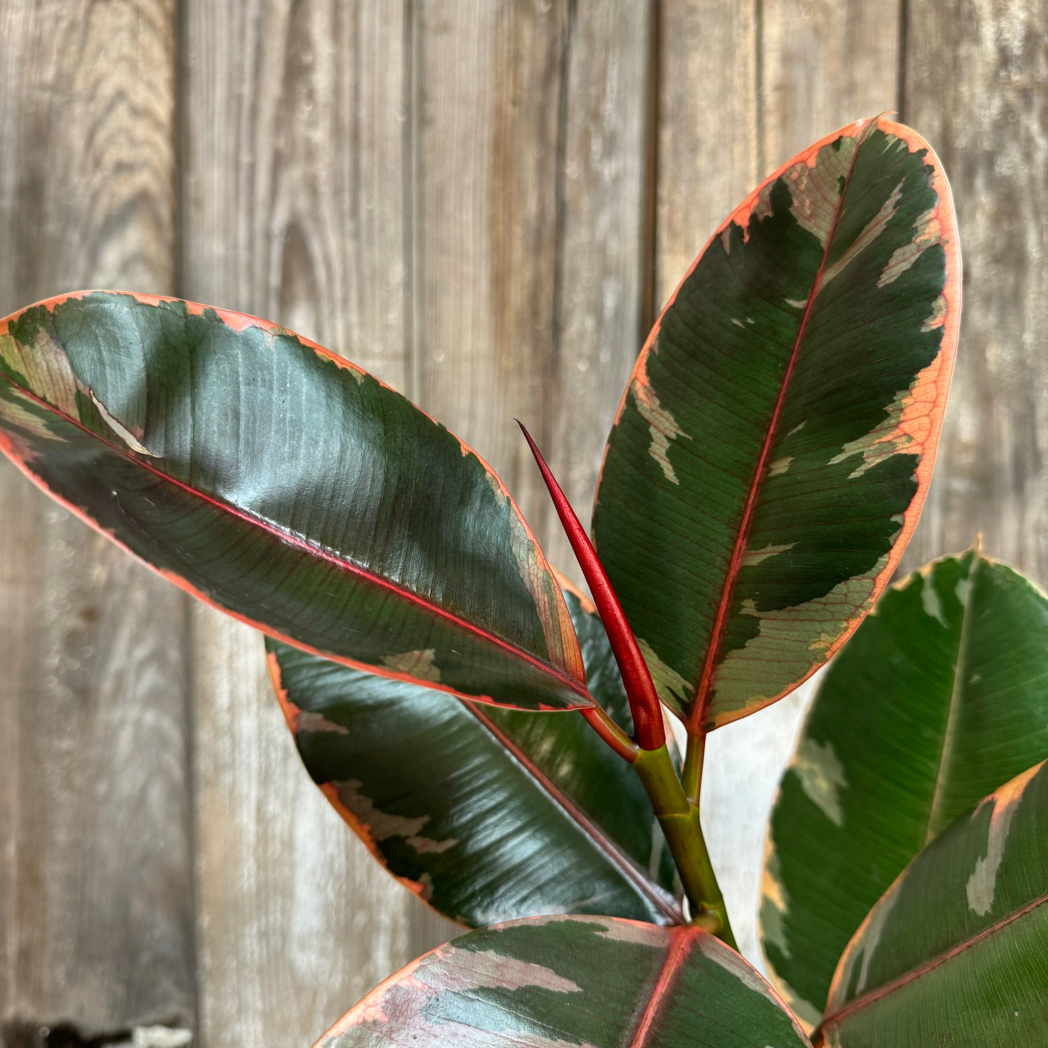 ruby red rubber tree Ficus 'Ruby' Rubber Plant