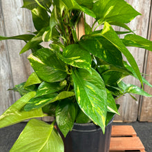 Load image into Gallery viewer, 8&quot; Pothos Golden Pole