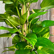 Load image into Gallery viewer, 8&quot; Pothos Golden Pole