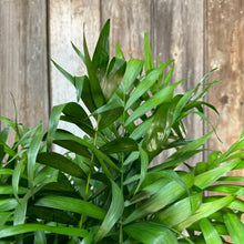 Load image into Gallery viewer, 10&quot; Palm Neanthe Bella