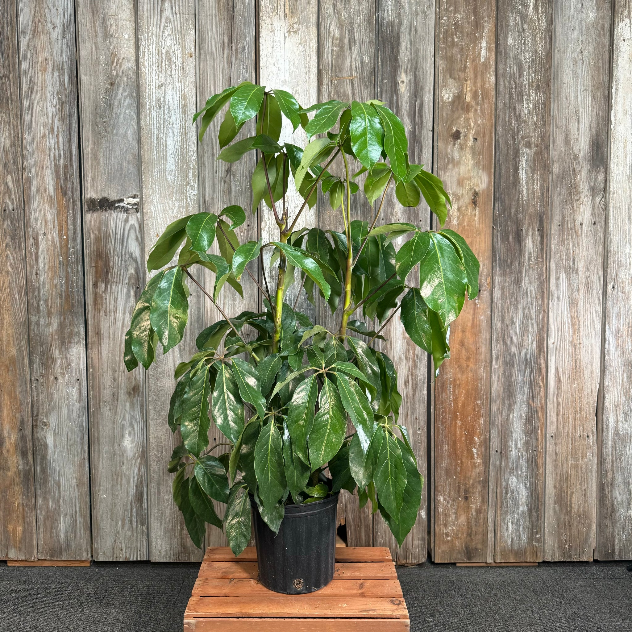 umbrella tree house plant Schefflera 'Amate' Umbrella Tree – Wasson Nursery