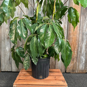 amate schefflera arboricola Schefflera 'Amate' Umbrella Tree – Wasson Nursery