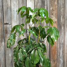 Load image into Gallery viewer, 8&quot; Schefflera Amate