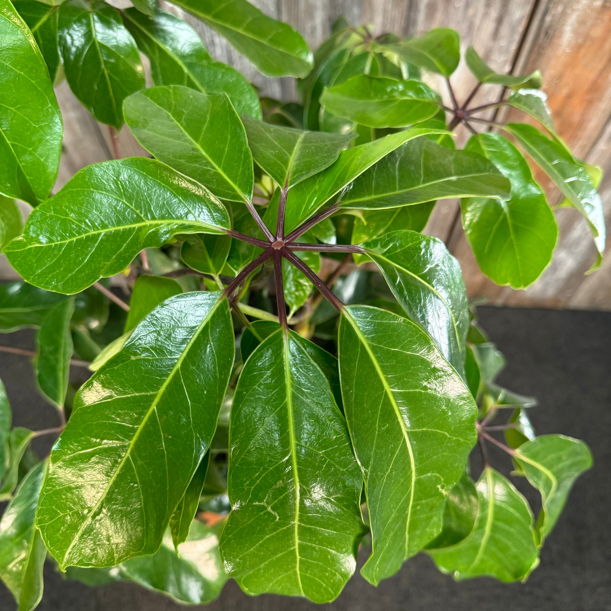 Chephlera Tree Schefflera 'Amate' Umbrella Tree – Wasson Nursery