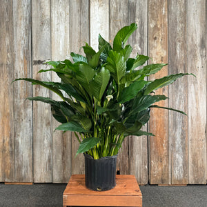 10" Peace Lily