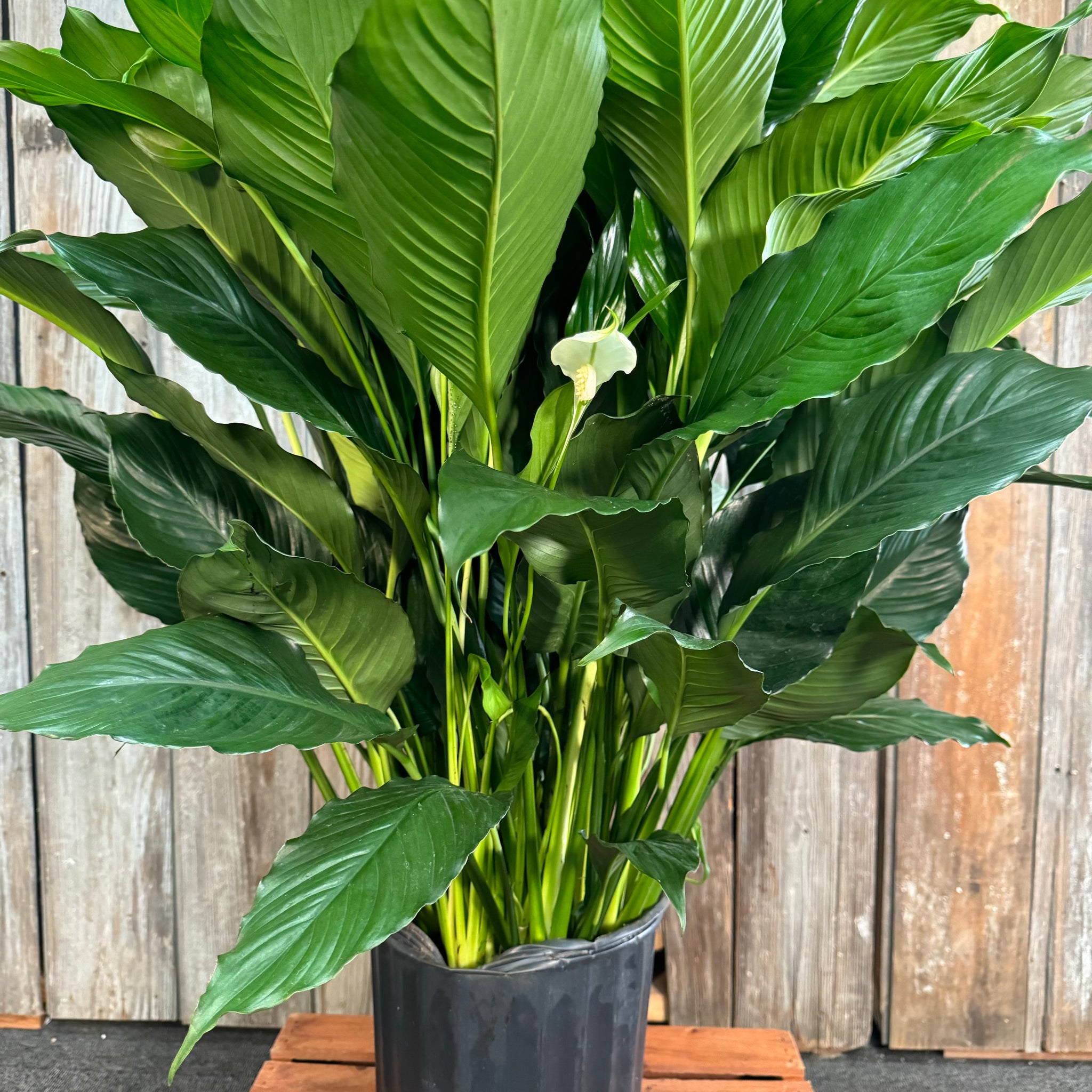 peace lily sebastiano Spathiphyllum Peace Lily