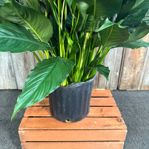 10" Peace Lily