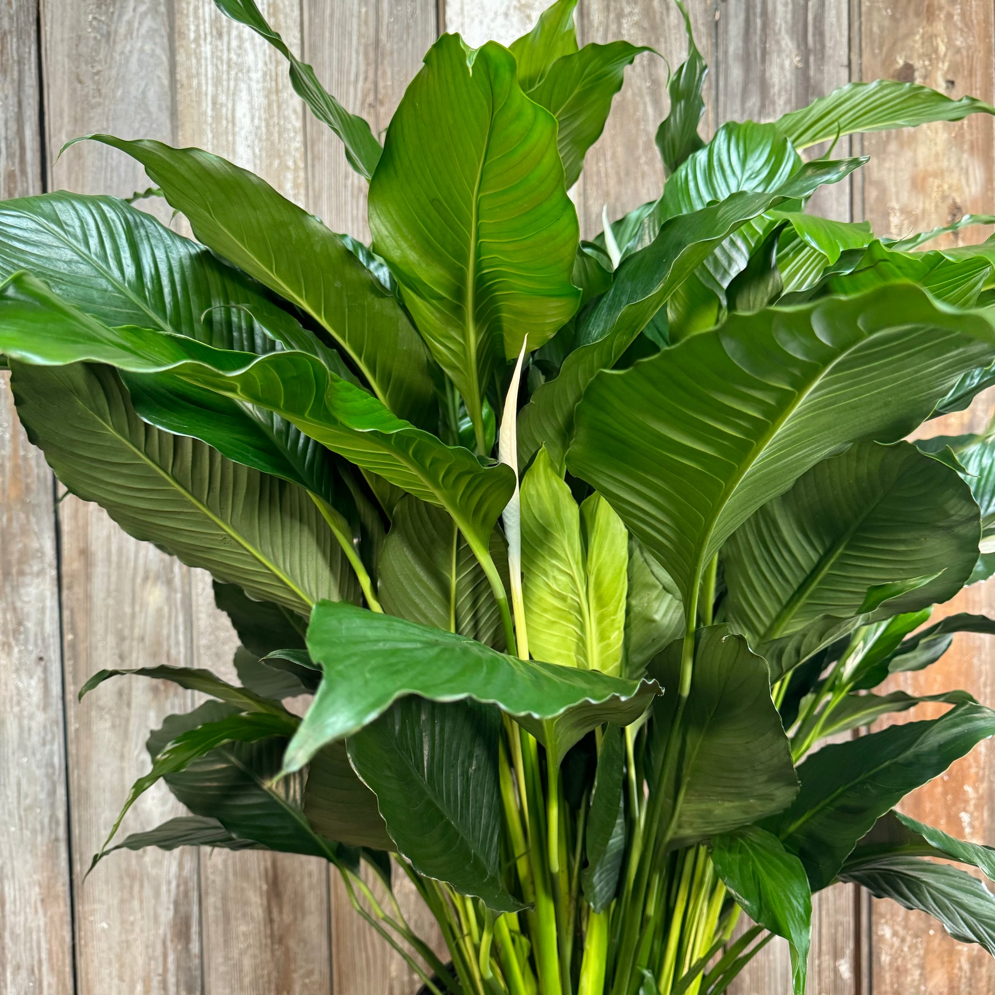 peace lily variety Spathiphyllum Peace Lily
