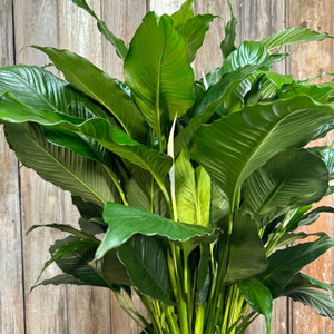 spathiphyllum giant peace lily Spathiphyllum Peace Lily