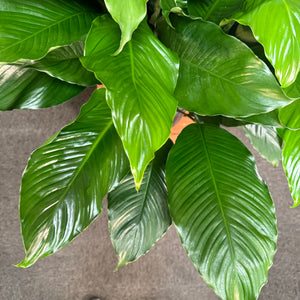 peace lily nursery Spathiphyllum Peace Lily