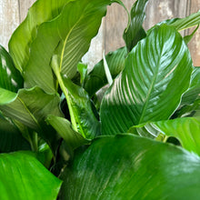Load image into Gallery viewer, 10&quot; Peace Lily