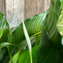 Load image into Gallery viewer, 10&quot; Peace Lily