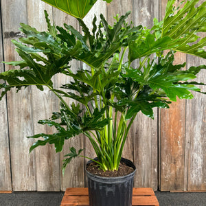 6" Philodendron Selloum