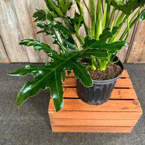 6" Philodendron Selloum