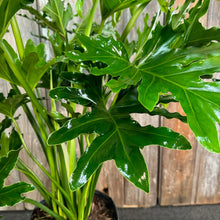 Load image into Gallery viewer, 6&quot; Philodendron Selloum