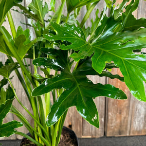 6" Philodendron Selloum