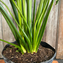 Load image into Gallery viewer, 6&quot; Philodendron Selloum